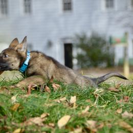 German Shepherd Puppies from Sternenlicht Kennel