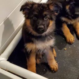 German Shepherd Puppies from Persevere Kennels