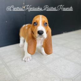 Basset Hound Puppies from Central Kentucky Basset Hounds