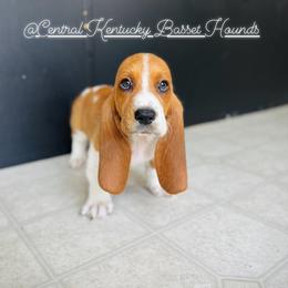 Basset Hound Puppies from Central Kentucky Basset Hounds