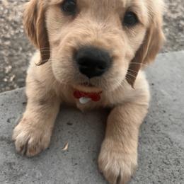 Golden Retriever Puppies from Contango Goldens