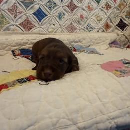 August - Red female Dachshund puppy in Cabool, Missouri from Hidden Valley Farms