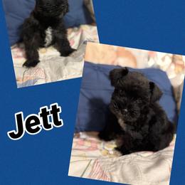 Jett - Black male Miniature Schnauzer puppy in Russellville, Arkansas from River Valley Great Danes & Miniature Schnauzers