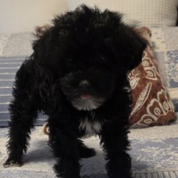 Dachshunds and Yorkipoos from Tiny Paws Dachshund & Yorkie Breeder