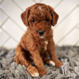 Goldendoodle Puppies from Goldendoodle Utah