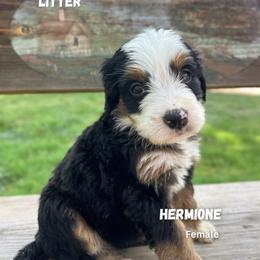 Hermione - Tri-color female Bernedoodle puppy in Thatcher, New Mexico from Brush Fire Doodles
