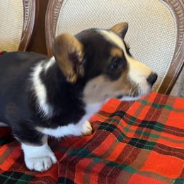 Cardigan Welsh Corgi Puppies from Fairy Tail Cardigan Welsh Corgi's