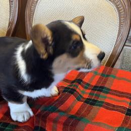 Cardigan Welsh Corgi Puppies from Fairy Tail Cardigan Welsh Corgi's