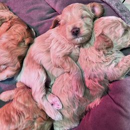 Maltipoo Puppies from Jessica's Maltipoos