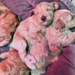 Maltipoo Puppies from Jessica's Maltipoos