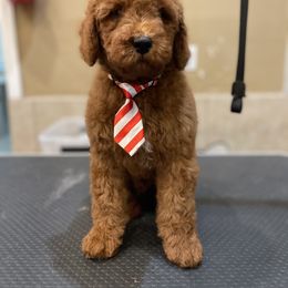 Bernedoodles and Goldendoodles from Country Hills Doodles