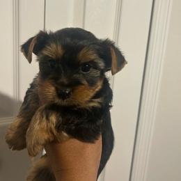 Male 1 - Black and tan male Yorkshire Terrier puppy in Kissimmee, Florida from Bebe AKC Puppies