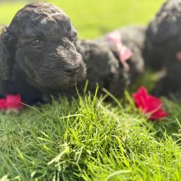 Goldendoodle Puppies from Mollie’s Doodles