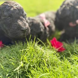 Goldendoodle Puppies from Mollie’s Doodles