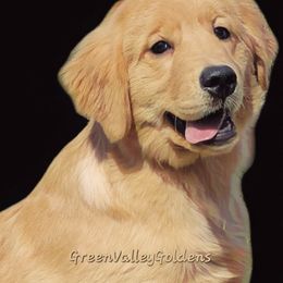 Girl 1 - Golden Retriever puppy in Washington from Green Valley Goldens