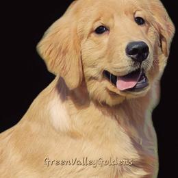 Girl 1 - Golden Retriever puppy in Washington from Green Valley Goldens