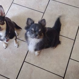 Tarot - Chihuahua