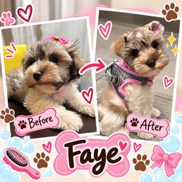 Faye - Parti female Miniature Schnauzer puppy in Kissimmee, Florida from Koki’s Paws Legacy