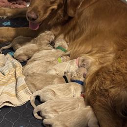 Red - Golden female Golden Retriever puppy in Peoria, Arizona from Westwing Retrievers