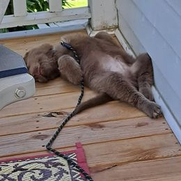 Newfoundland Puppies from Beatty Newfies