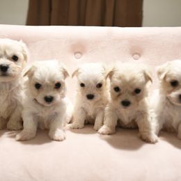 Maltese Puppies from Desrosier