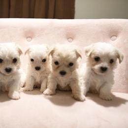 Maltese Puppies from Desrosier