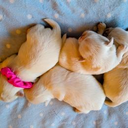 Shih Tzu Puppies from Meadowlyn's Dream Shih Tzu