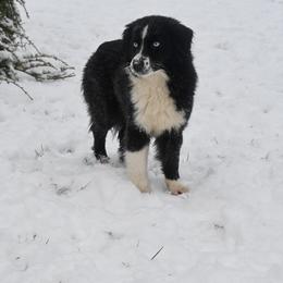 Night - Miniature American Shepherd