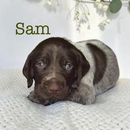 Sam - Liver roan male German Shorthaired Pointer puppy in Polk City, Florida from Yates’ GSP