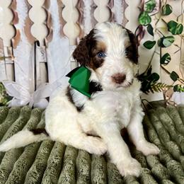 Green Boy - Brown and white male Bernedoodle puppy in The Woodlands, Texas from Gracie's Goldendoodles and Bernedoodles of The Woodlands