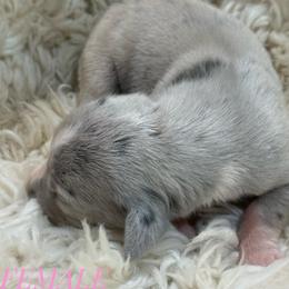 Blue merle1 light - Blue female Great Dane puppy in Greenville, South Carolina from Allen’s Ridge Ranch