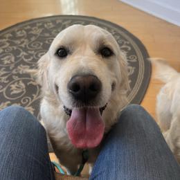 Ember - Golden Retriever