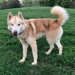 Dexter - Siberian Husky