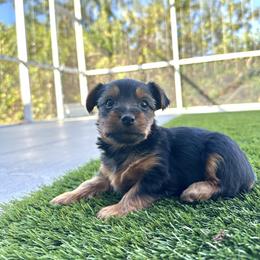 Nova - Parti female Yorkshire Terrier puppy in Riverview, Florida from Luna's Treasures
