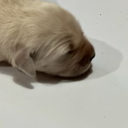 Tiana - Light golden Golden Retriever puppy in Selah, Washington from Porter's Puppies