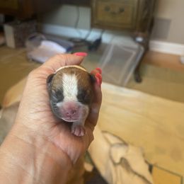 French Bulldog Puppies from Letitia's French Bulldogs