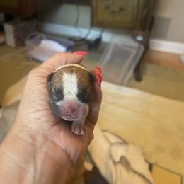 French Bulldog Puppies from Letitia's French Bulldogs
