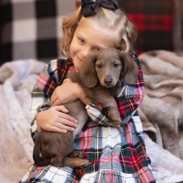 Dachshund Puppies from HP Dachs