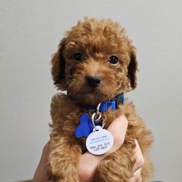 Clara - Red  female Goldendoodle puppy in Pittsburg, Texas from Grace Springs Goldendoodles