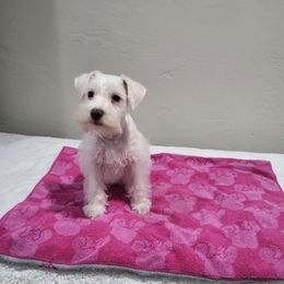 Miniature Schnauzers from Independent Schnauzers