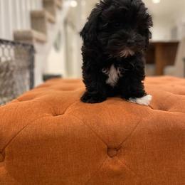 Goldendoodle, Havanese, and Havapoo Puppies from Lady Paws Puppies