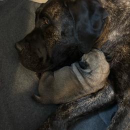 Girl 1 - Tawny female Boerboel puppy in Flemingsburg, Kentucky from Aussgardian Boerboels