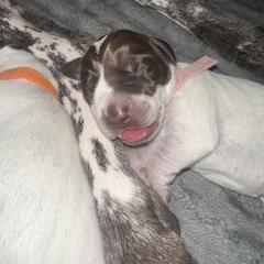 Puppy 8 - Liver roan female German Shorthaired Pointer puppy in La Mesa, California from Fireheart German Shorthaired Pointers