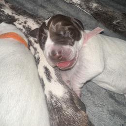 Puppy 8 - Liver roan female German Shorthaired Pointer puppy in La Mesa, California from Fireheart German Shorthaired Pointers