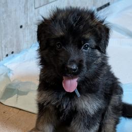 Dk blue - Black and red male German Shepherd puppy in Stuarts Draft, Virginia from Shengulli Shepherds