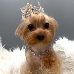Dog - Yorkshire Terrier