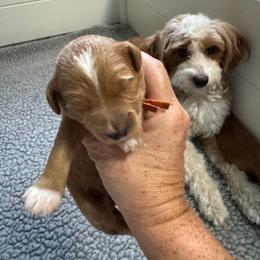 Lily - Apricot female Goldendoodle puppy in Newaygo, Michigan from West Michigan Doodles and Poodles