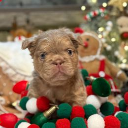 Ledger - Liver male French Bulldog puppy in Garland, Texas from Brewer's Doodles and French Bulldogs