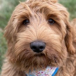 Goldendoodle Puppies from Valley View Goldendoodles