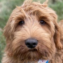 Goldendoodle Puppies from Valley View Goldendoodles
